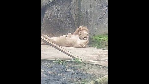 Romantic Loin