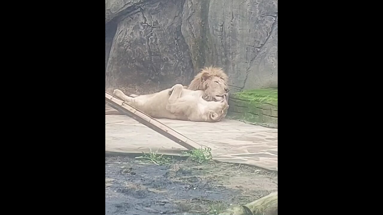 Romantic Loin