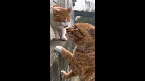 scary_cat_sound_cat_Voice_meowing_🙈(720p)