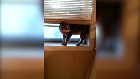 13 Cats Who Forgot How To Cat