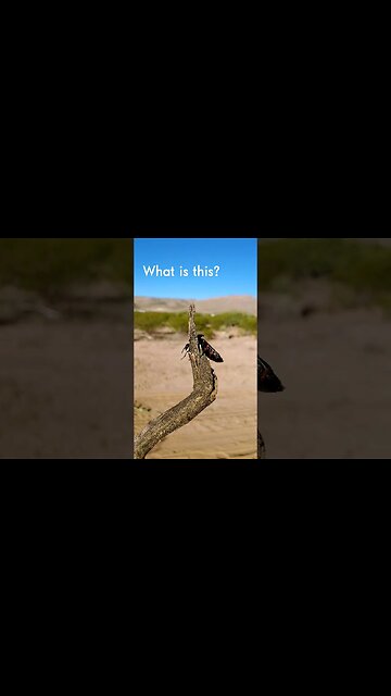 what is this desert creature? #bug #elpaso #whatisit