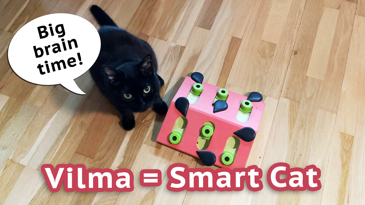 Vilma Is a Smart Cat ;)