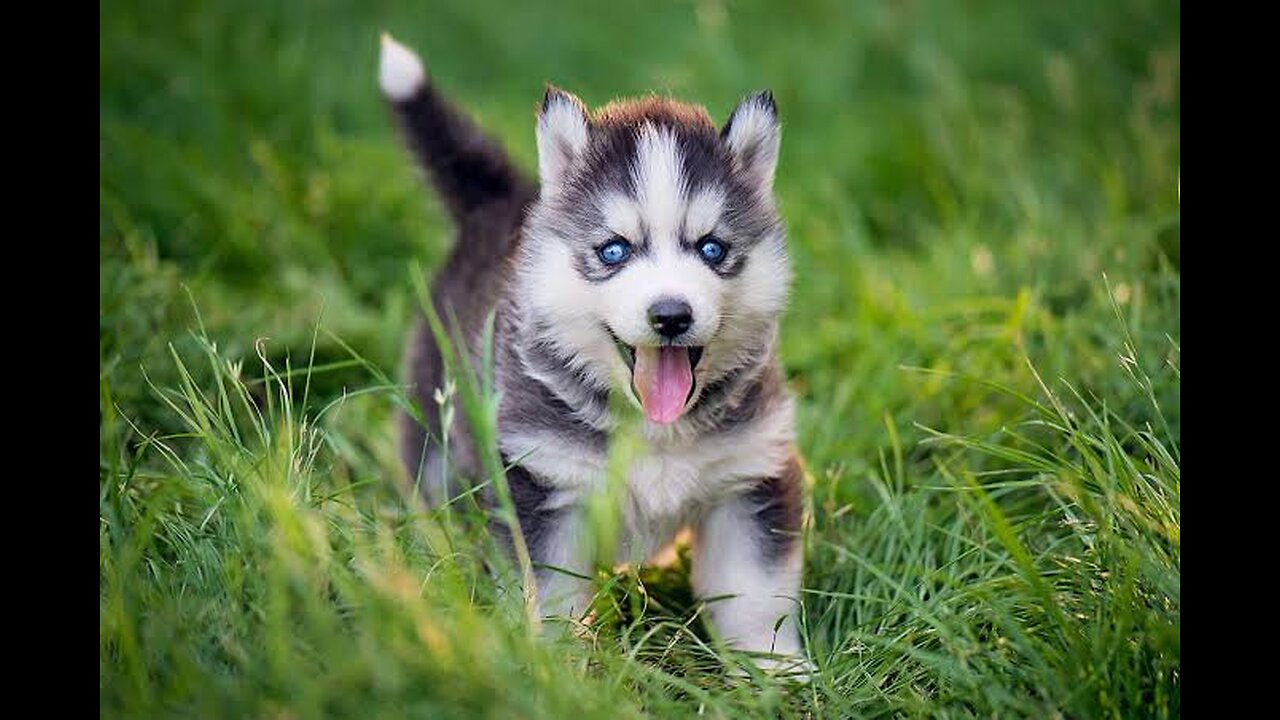 Adorable dog