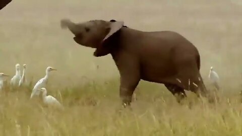 Baby elephants don't learn to control their trunks untip they are about one year old