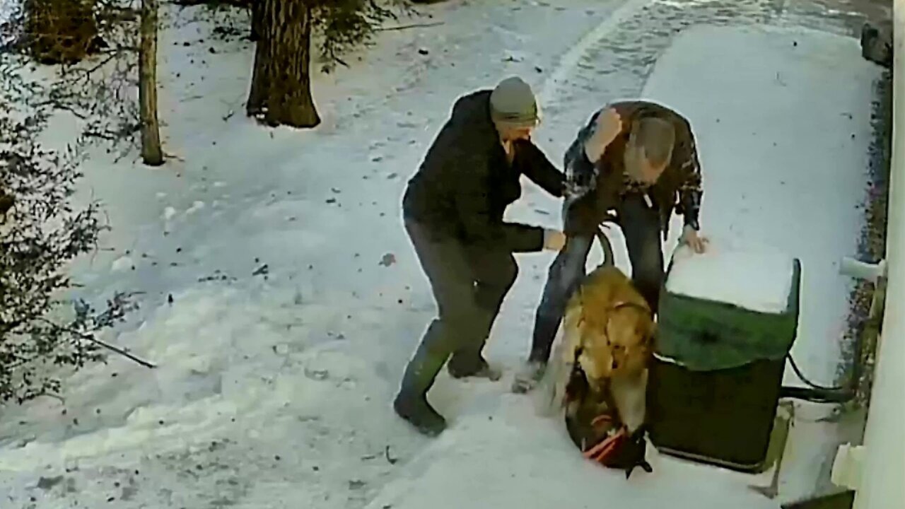 Neighbor's Dog Attacks My Dog Winky