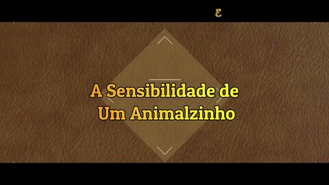 A Sensibilidade de um Animalzinho