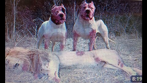 Dog and Lion Fight Scene