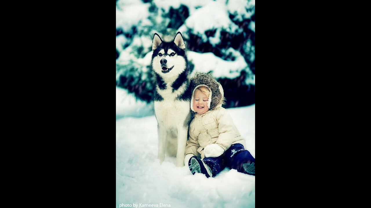 Adorable Alaskan Malamute playing with kids | Dog Loves Baby Compilation