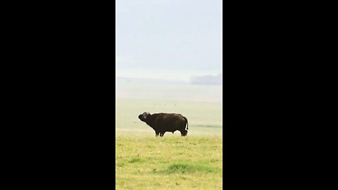 Buffaloes attack on lion #wildlifemagictv#wildlife#wild#life#nature#animals#buffalo#lion