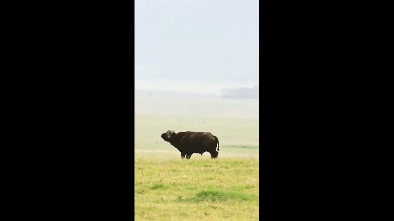 Buffaloes attack on lion #wildlifemagictv#wildlife#wild#life#nature#animals#buffalo#lion