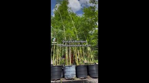 Graceful Bamboo Ocoee Bamboo Farm 407-777-4807