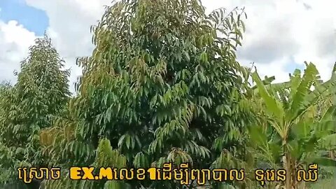 សកម្មភាព ព្យាបាល ទុរេន ឈឺ ដោយ EXM master លេខ1