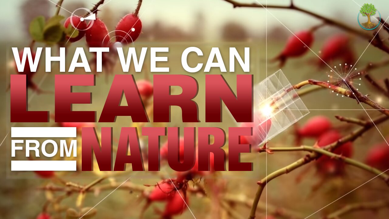 The Forgotten Wisdom of Nature | Janine Benyus