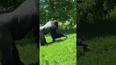 Friendly Gorilla petting a Groundhog #short #cute #animals