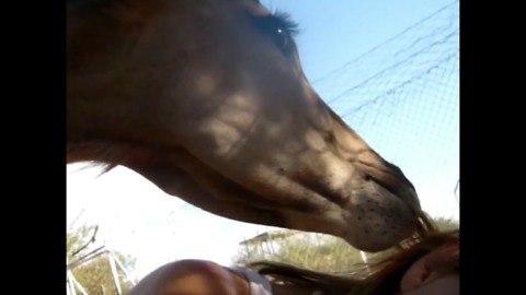 Young rescued Kudu loves to eat hair!