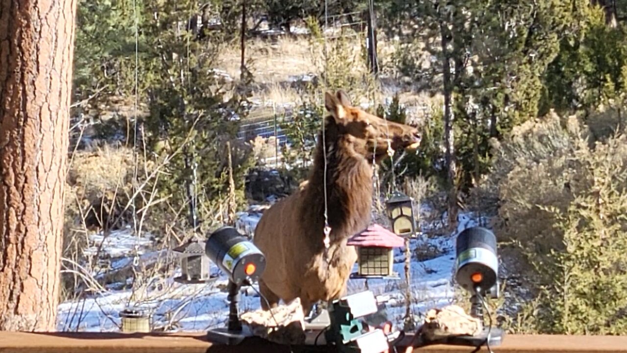 More Elk 12-22-22