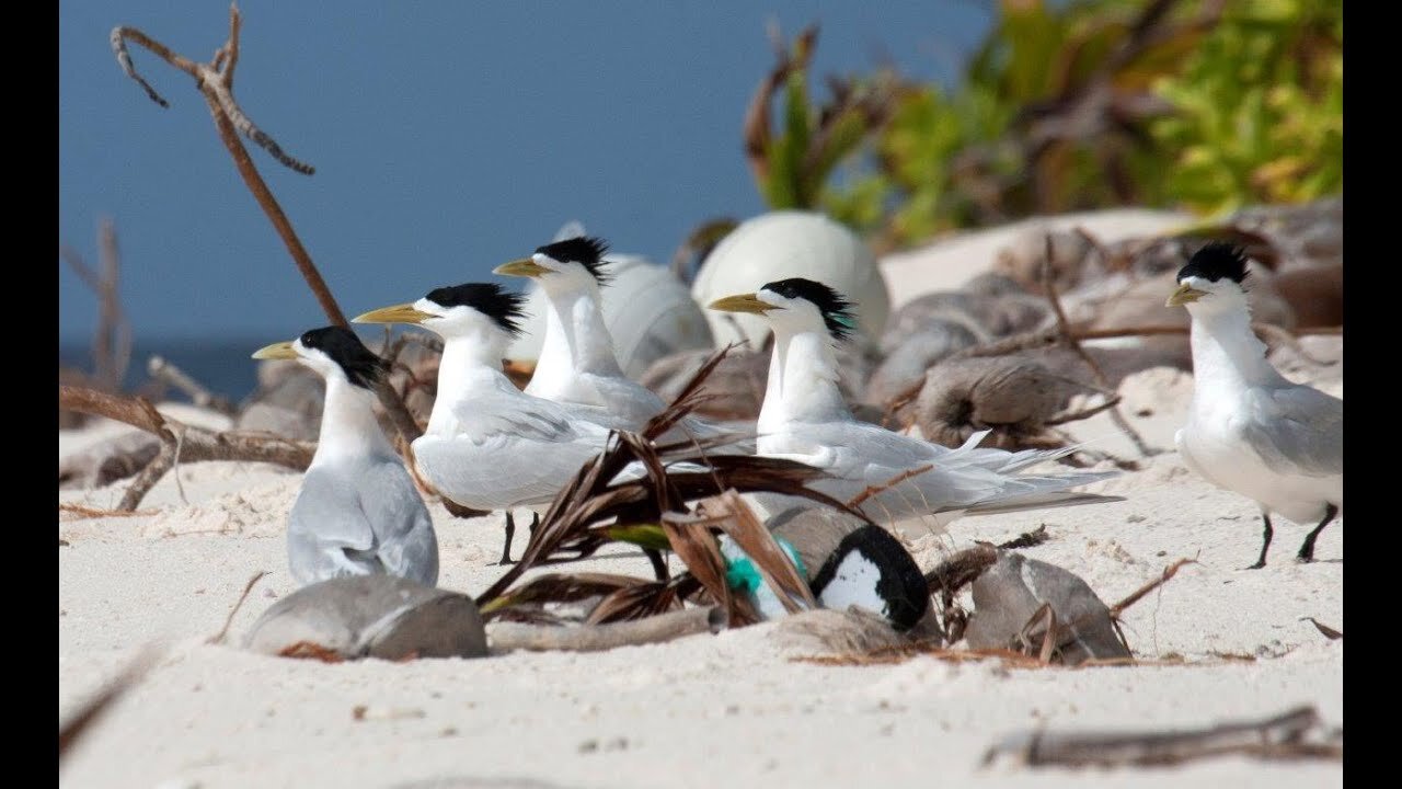 🌊 Bird vs. Fish: Nature’s Ultimate Showdown! 🐦🐟