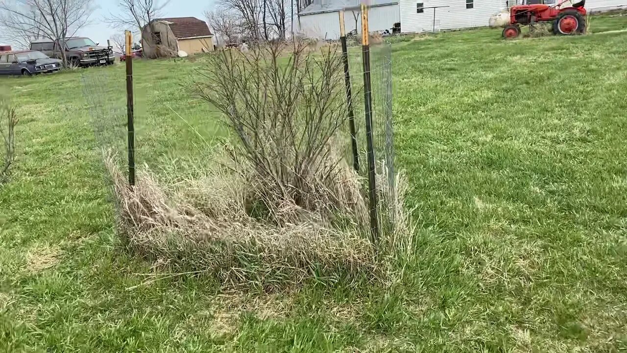 Yard and Garden - #10: Apricot Blossoms!!