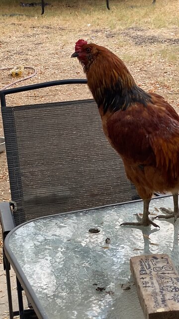 Rooster Crowing #shorts #fyp #chicken #fypシ #rooster