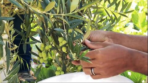 Olive Harvest at Sow A Heart Farm