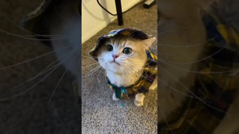 Funny & Cute Cat Compilation TikTok #shorts 😻1080p