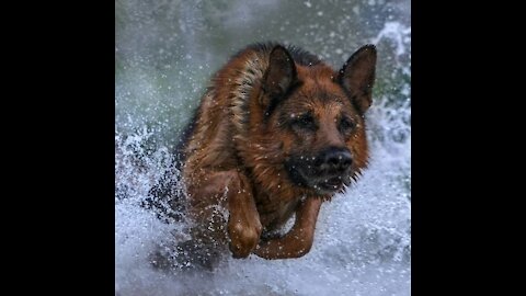 German Shepherd Running In The River