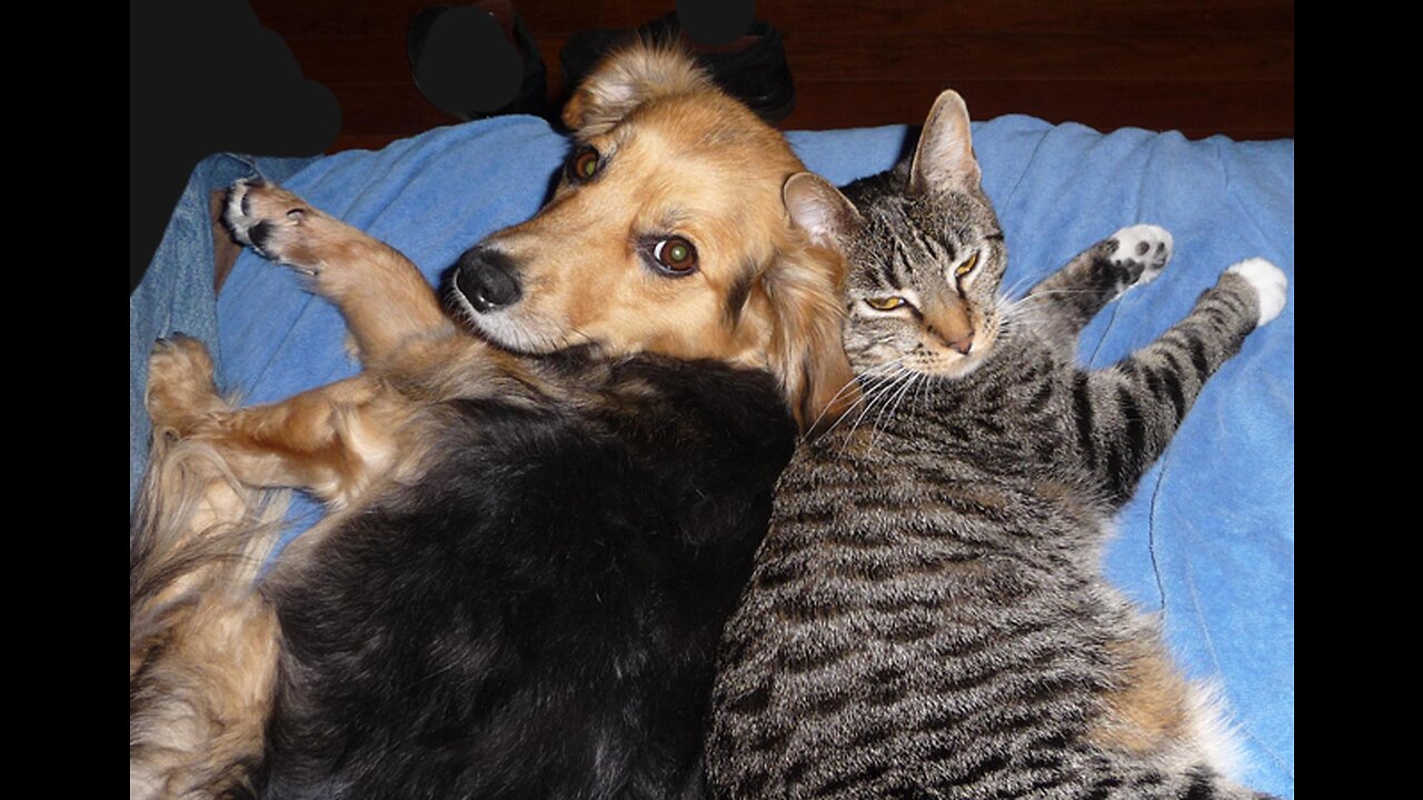 funny animals videos 🤣dog and cats videos