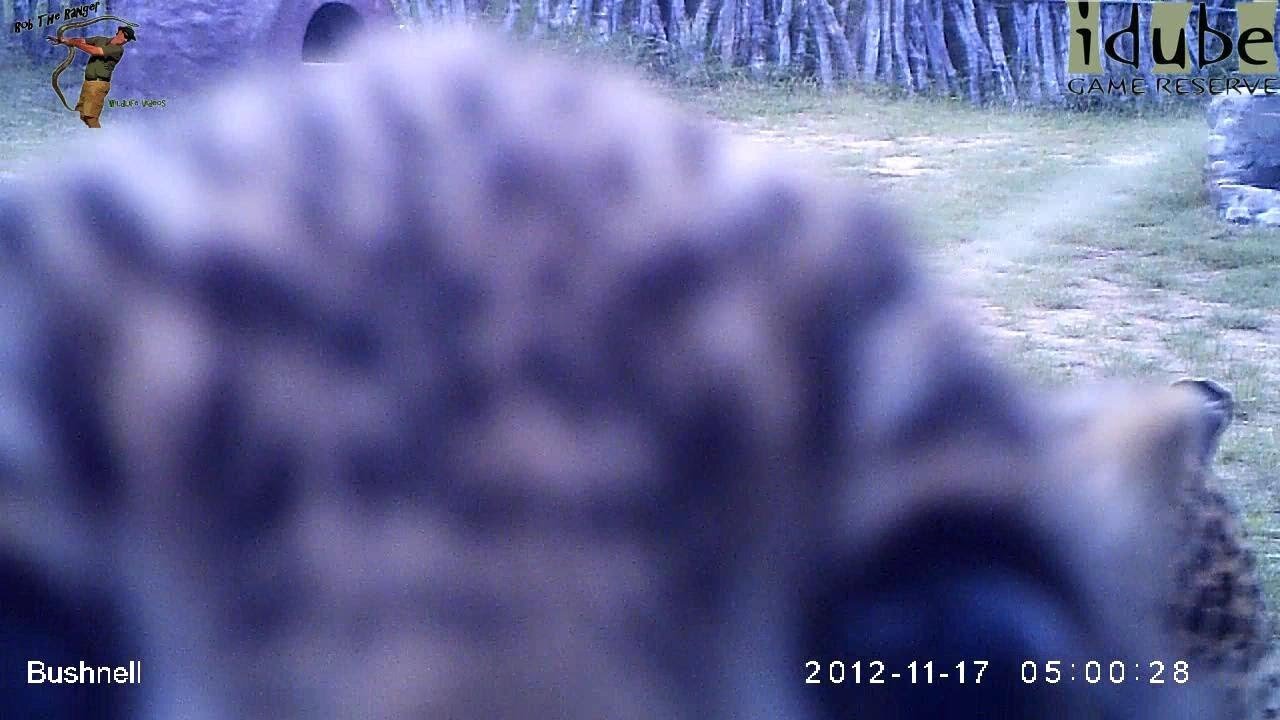 Leopard And Cub In The Bush Camp - Camera Trap Footage Part 2: 17 November 2012