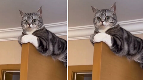 Enjoying the tree 🌳 top #cute #catlover