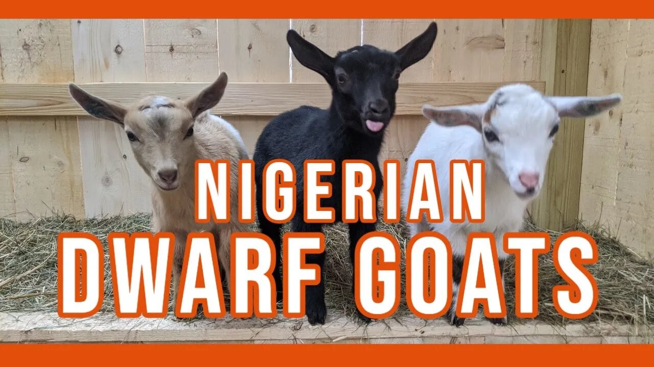 Nigerian Dwarf Goats ||New Animal on the Homestead||
