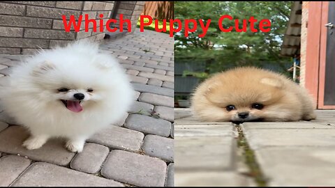 Which Puppy is Cute