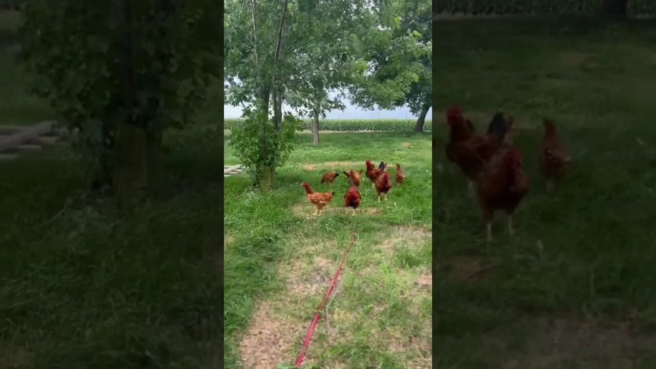 Giving Our Big Red Broilers More Grass 🐓😊 #shorts #homestead #chickens #farm #iowa