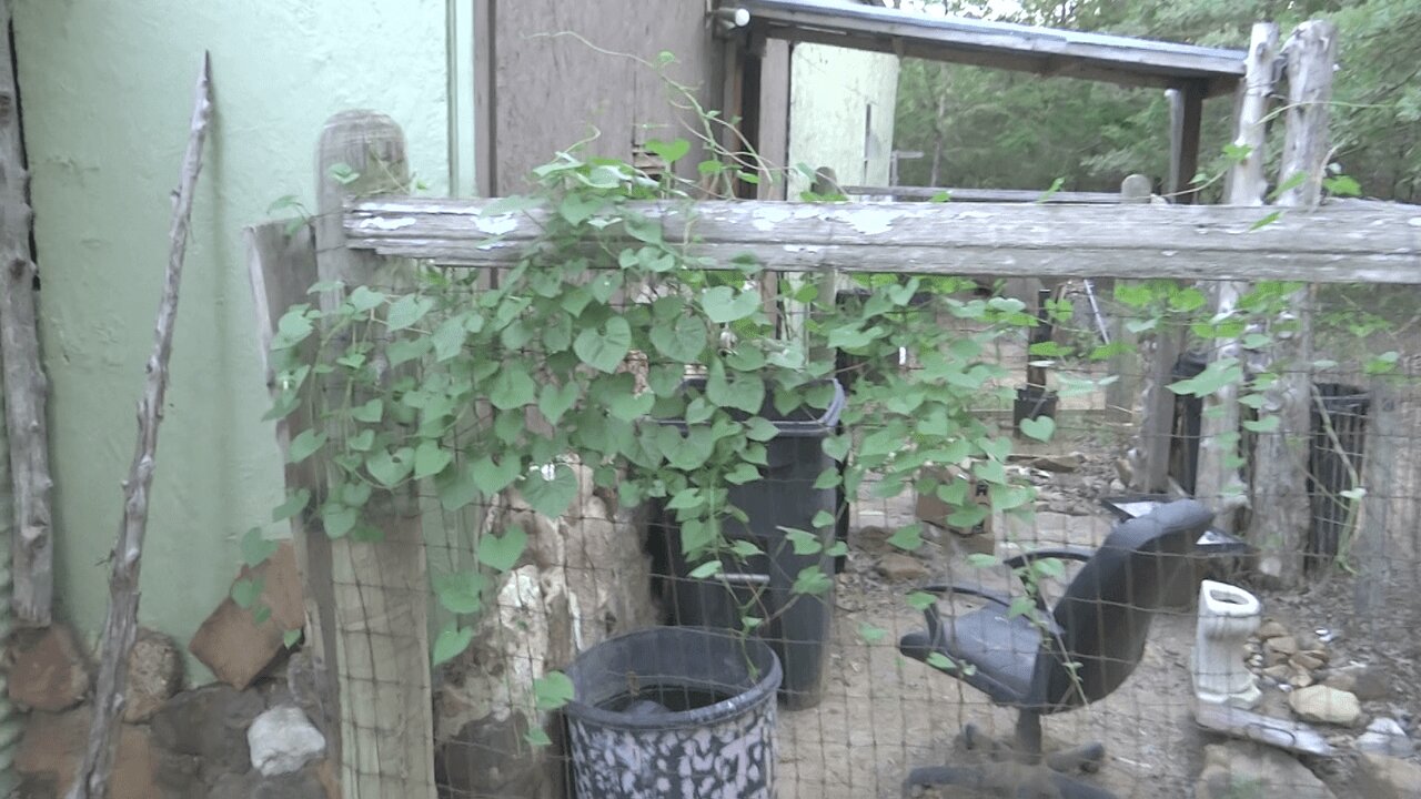 Morning Glory Vines☘️