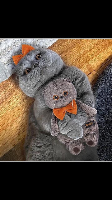 Vey funny cats can't stop laughing