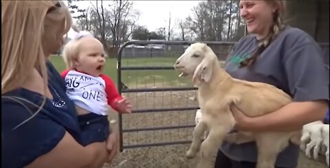 CUTE Goat and Babies Video | FUNNY Vines Compilation