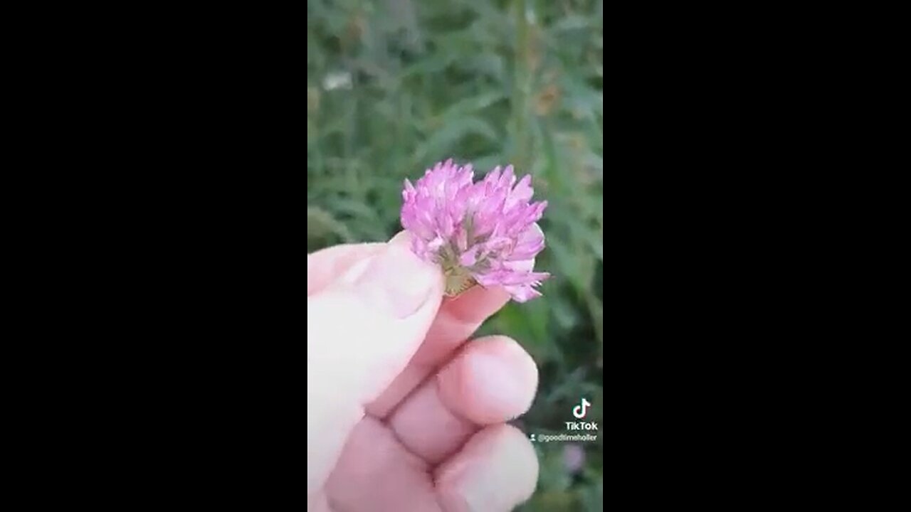 Red clover is a proven anti-cancer medicinal herb with many health benefits.