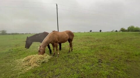 Cold & Rain Front Hitting North Texas - Feeding The Horses & Mokie Visit