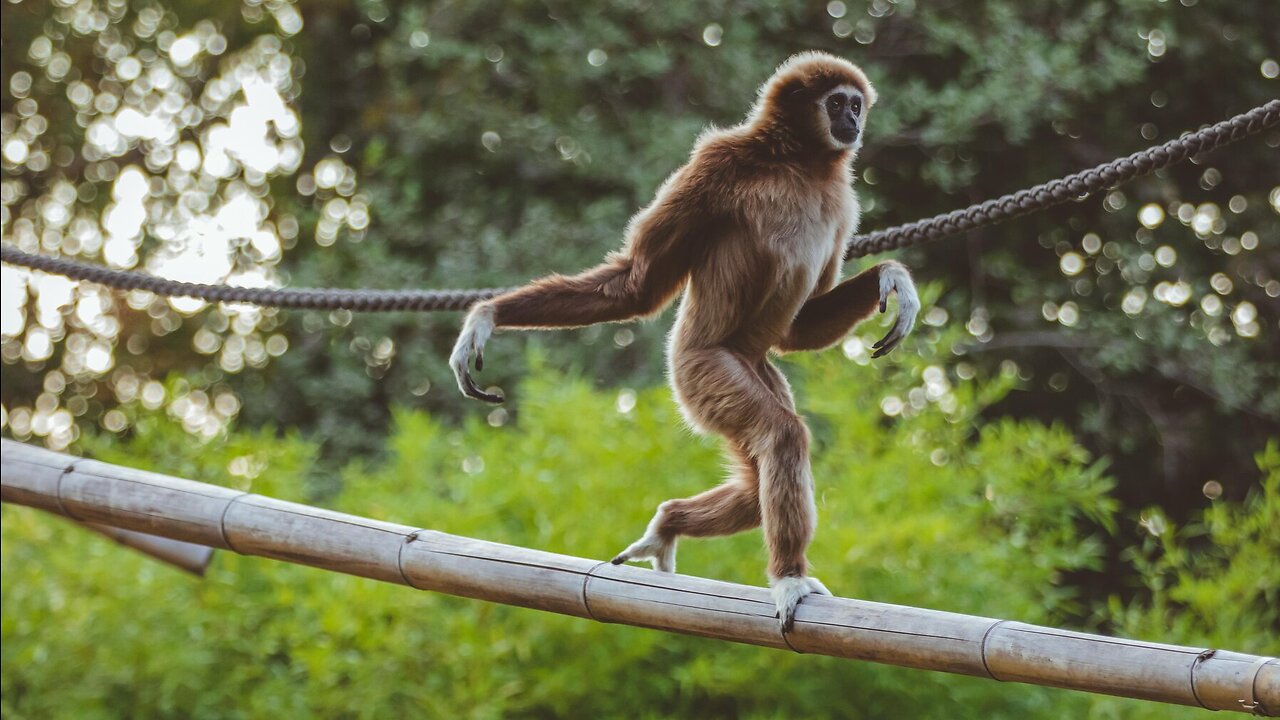 Gibbon monkeys playing around