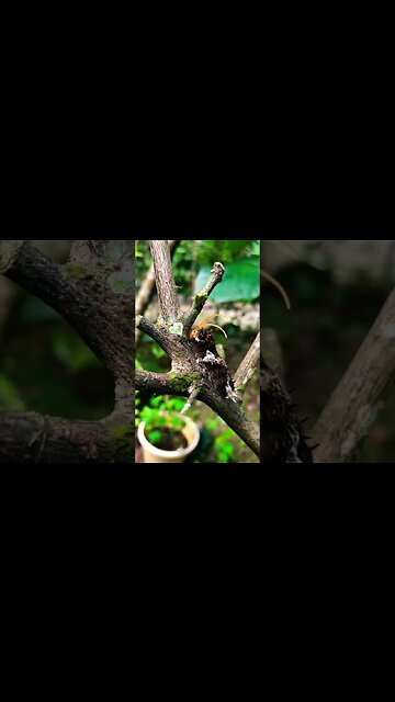 Devil Horned Caterpillar #shorts #caterpillar