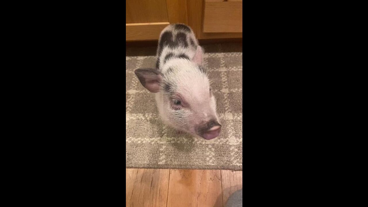 This is why pigs are smarter than dogs. But I love them equally. #pigs #smart #dogs