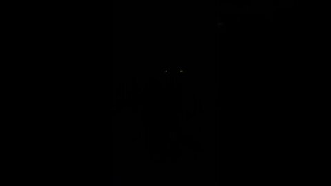 Night ops for chickens killers