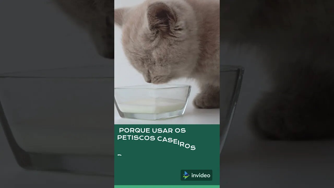 Petisco para seu gatinho - gatos engraçados #shorts