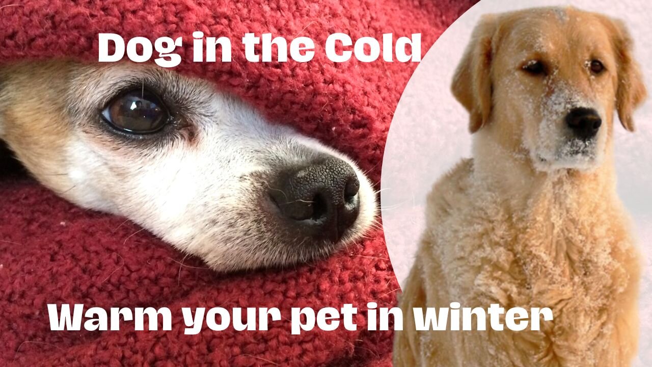 Dog in the Cold