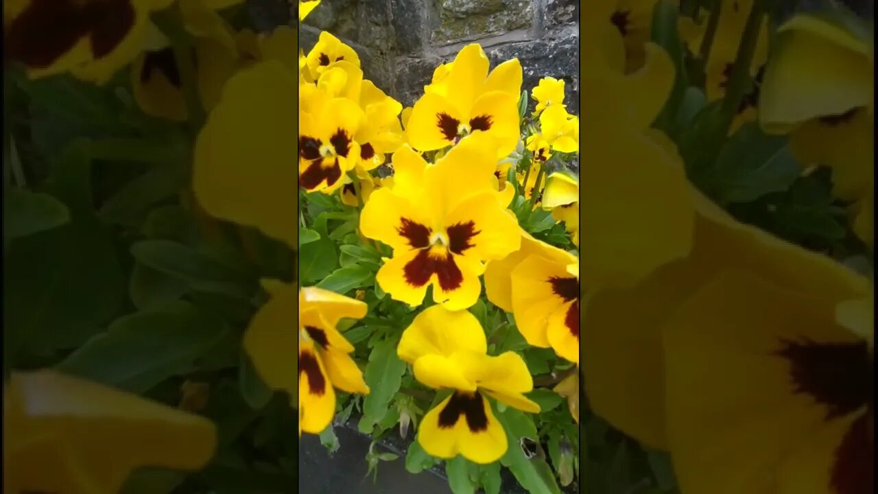 Yellow pansies