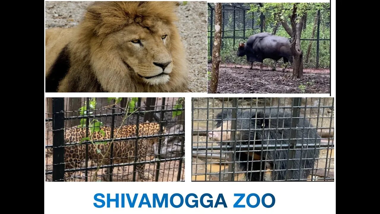 Shivamogga Zoo | Close Lion Encounter | Animal sighting