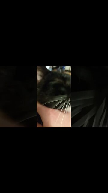 Petting moonpie on lunch #shorts #shortsvideo #shortsfeed #youtubeshorts #catvideos #cat