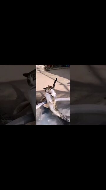 o gato eos peixe na bacia #shorts