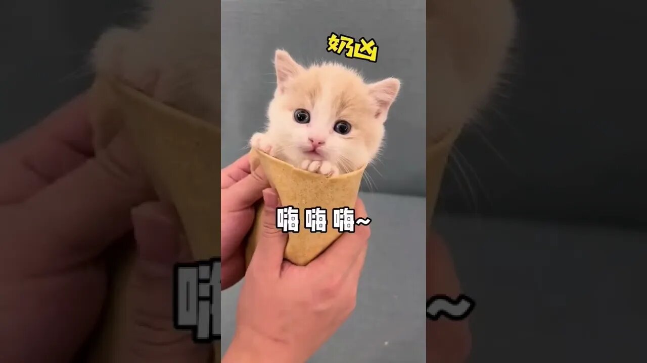 Aww So Cute Baby Cat #shorts #shortsfeed #Youtubepets_&_animals