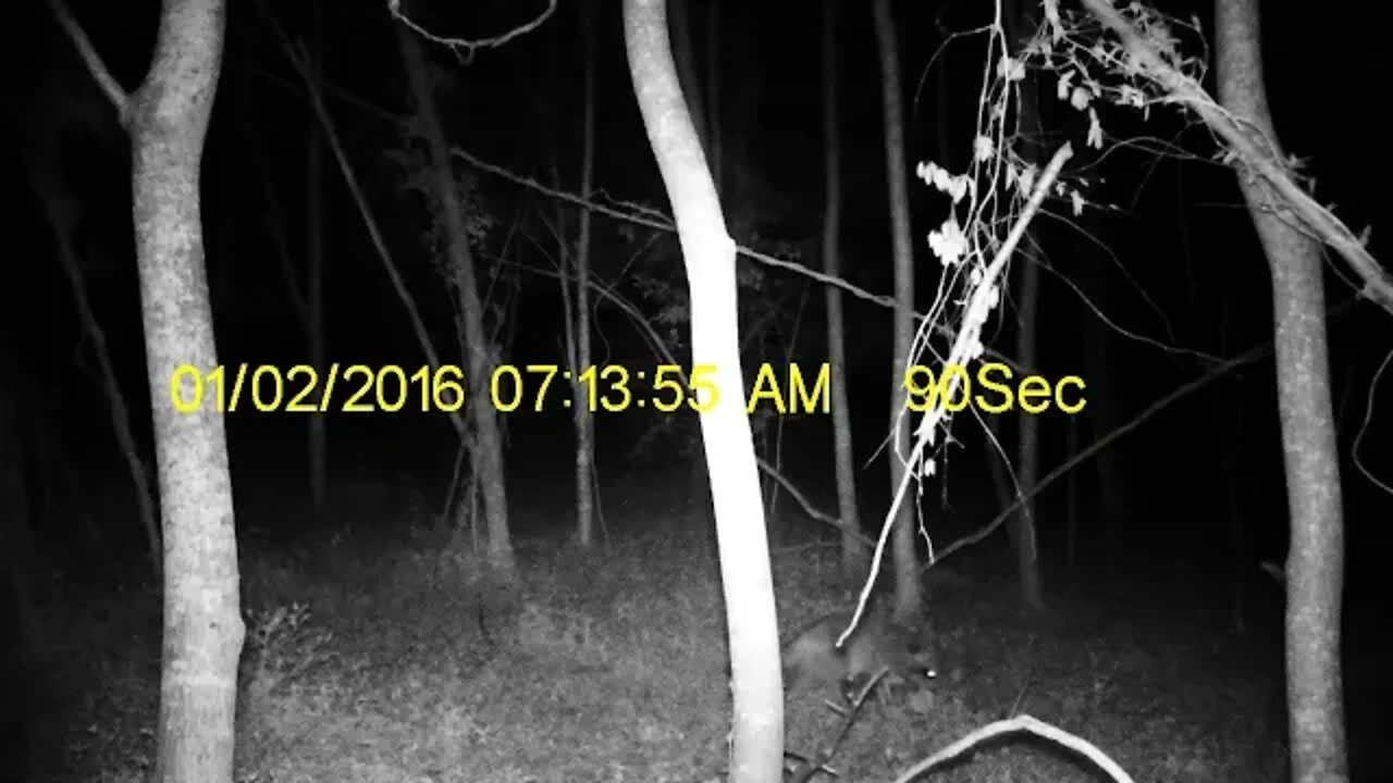 Multiple coons trying to get in a peanut butter jar