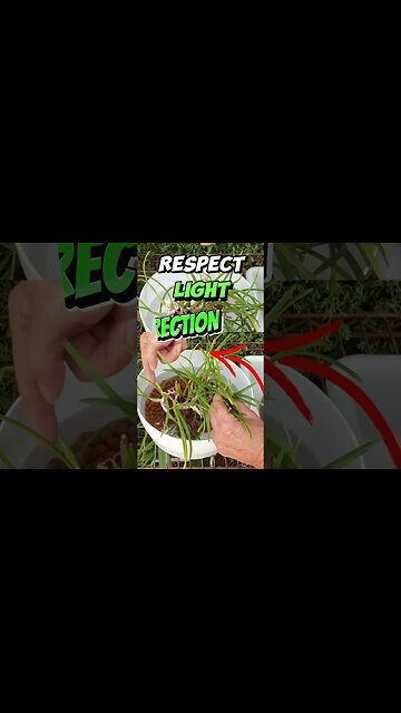Pot Up CLIMBING Orchid THIS Way #tutorial #ninjaorchids #shorts